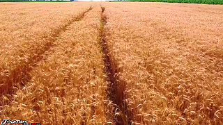 12 Hard Inches of Slavery Part 1