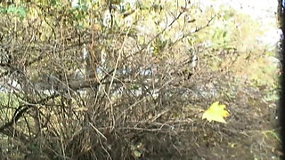 Teenenger Fucked in the Park and Squirted in Mouth