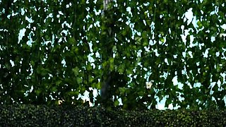 Amateur Wife Blowjob POV Hardcore Deepthroat