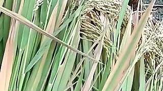 My Wife Riya Broke the Seal in the Paddy Field for the First Time