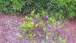 big boobs girl busty webcam nice