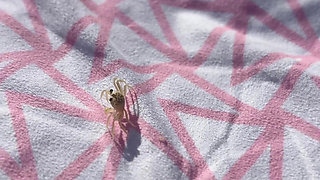 Lovely Beach Vibes With Busty Babe Jade Harper