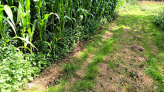 In the Cornfield the Tits Beaten