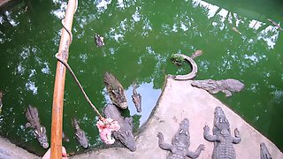 Crocodiles feeding and amateur Thai girlfriend ass spanking