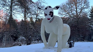 Snow Cow