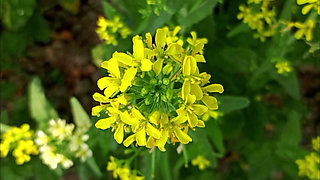 Bengali Wife First Time Video - Wet Pussy fingering 2026