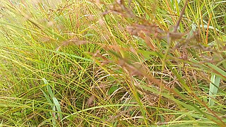 Nepali Open Outdoor Soltni Doggy Styal Sex Video