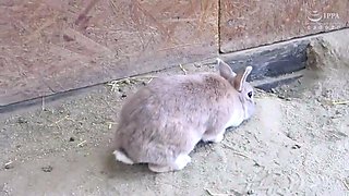 Solo girls masturbate until orgasm for